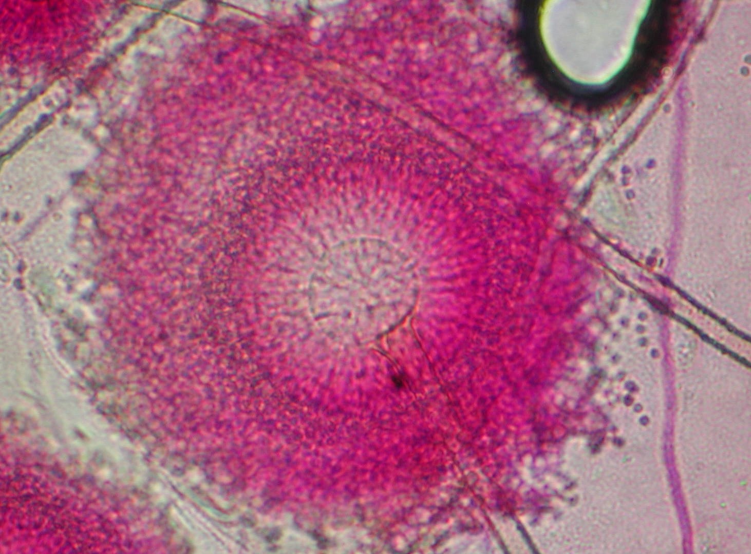 Aspergillus ochraceus