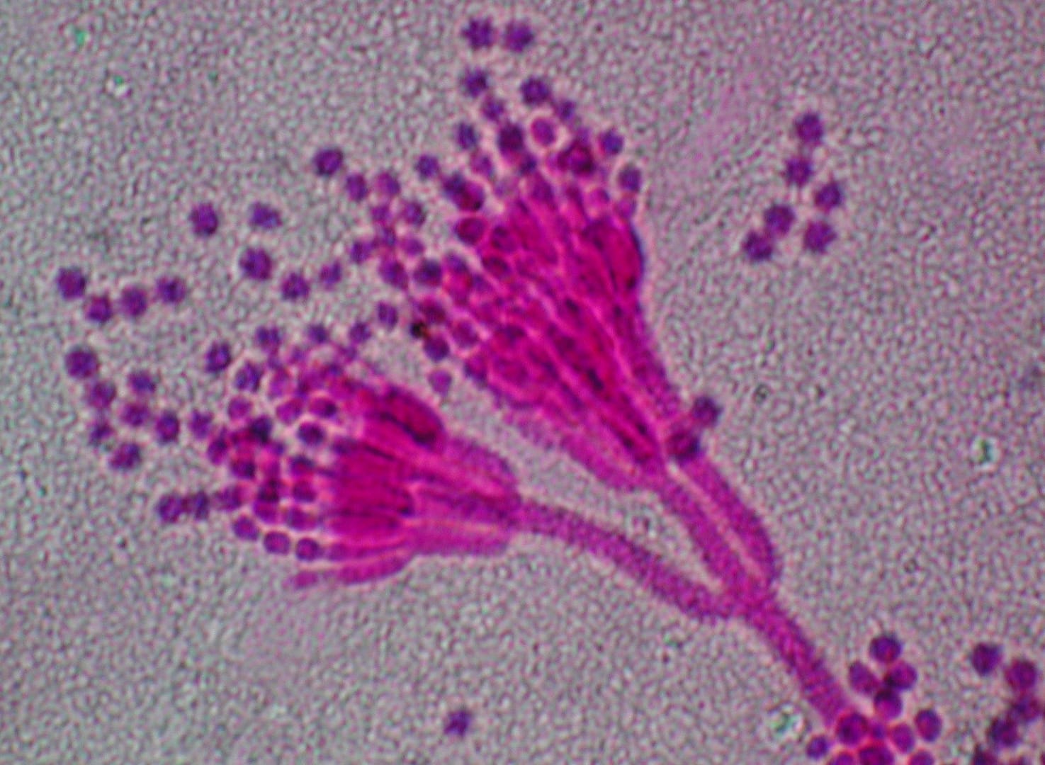 Penicillium chrysogenum