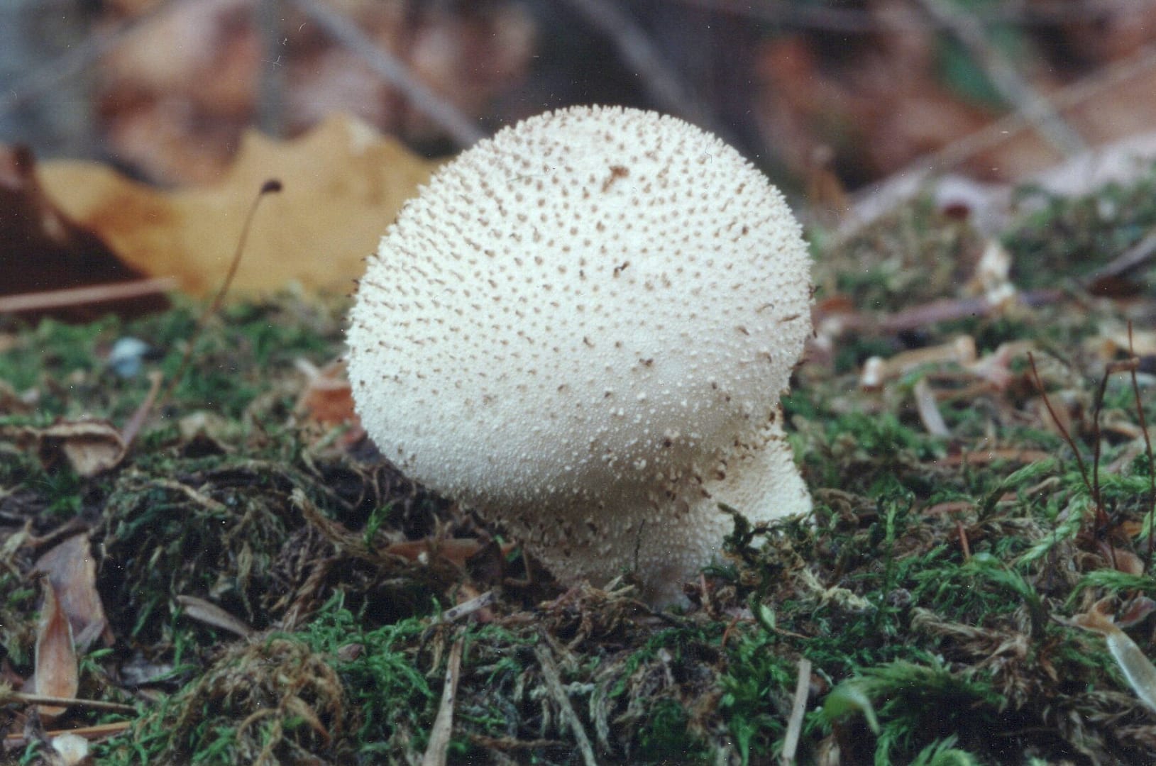 Lycoderdon perlatum
