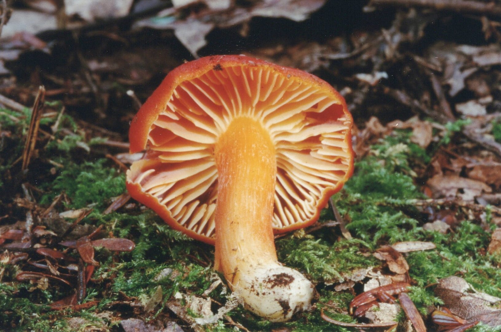 RedHygrophorus