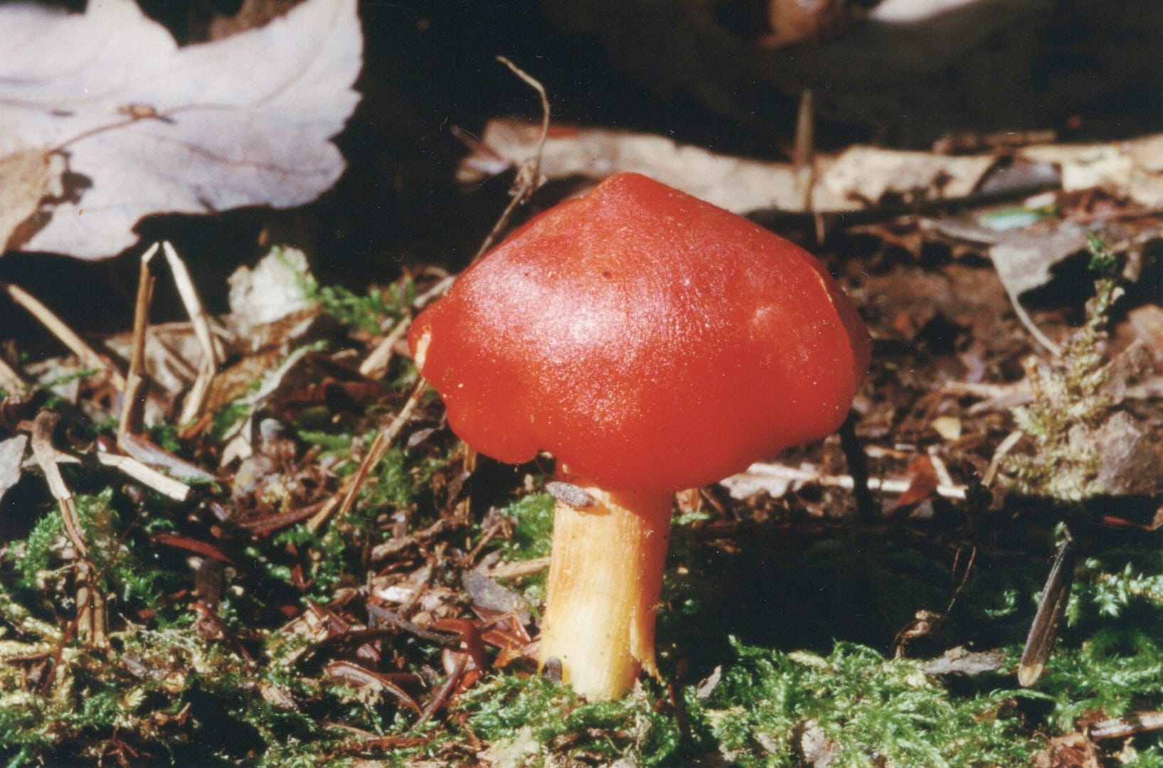 Red Hygrophorus 2